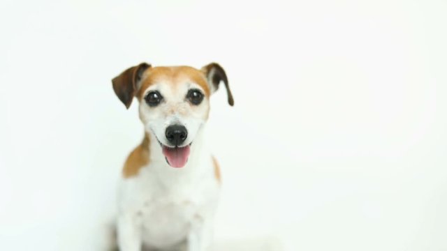Adorable small dog on white background. Running and jumping. Happy smiling mood. Video footage. Pet Jack Russell terrier