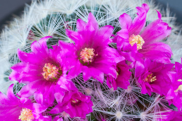 Close up view of a pink flowers of cactus mammillaria (macro)