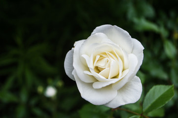 White Rose 
