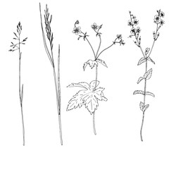 Fototapeta na wymiar Set of ink drawing herbs and flowers