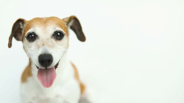 Close up dog portrait. White background. Video footage. Smiling Jack Russell terrier