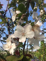 Blossom apple tree