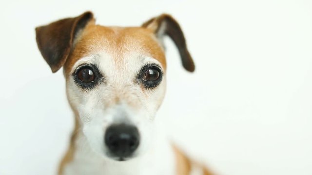 Adorable cute dog eyes. curious pet muzle. White background. Video footage. Jack Russell terrier face
