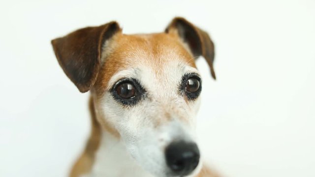 Lovely big dogs eyes. Close up video footage portrait. White background. Funny pet theme