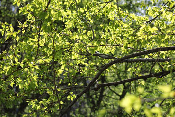 Fototapeta na wymiar Spring nature. Leaves and bushes with the first green leaves in