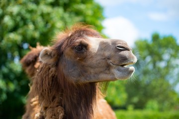 Funny brown camel