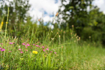 Blümchen am Waldrand