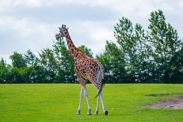 Giraffe walking in the savanna