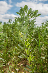 Puffbohnen oder Ackerbohne  im Feld