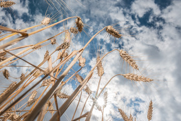 Kornähren mit blauen Himmel