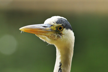 Ardea cinerea portrait