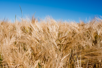 Fototapeta premium épis dorés avant la récolte