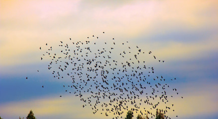 flock of jackdaws