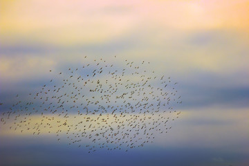 flock of jackdaws