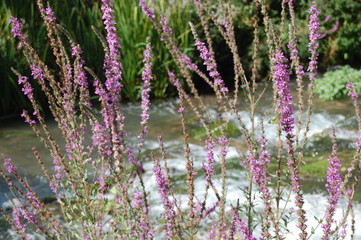 Obraz premium Lavanda