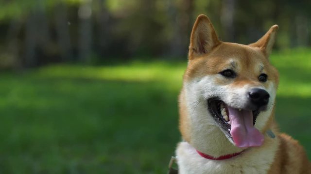 Red dog breed Shiba Inu sits on the grass with his tongue hanging out