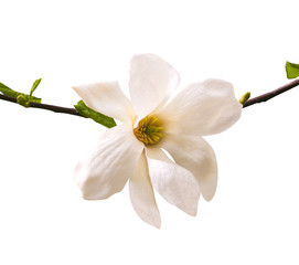 magnolia flower isolated on white background