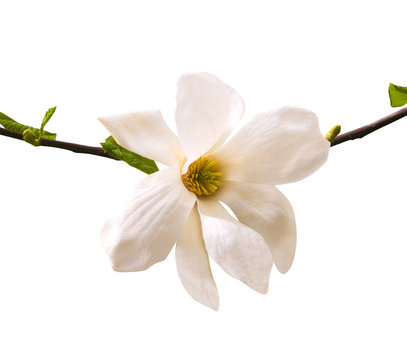 Fototapeta magnolia flower isolated on white background