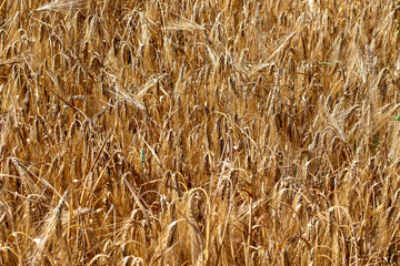 Top view in golden ripe barley field in summer