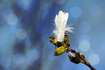Spring willow buds and white feather of willow grouse