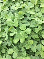 Green forest grass background