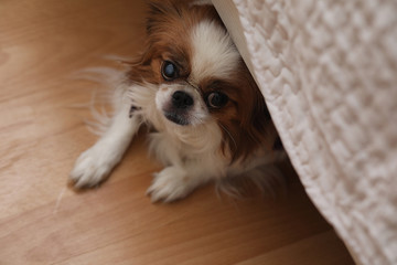 Decorative breed of dogs. A small domestic dog. The dog under th