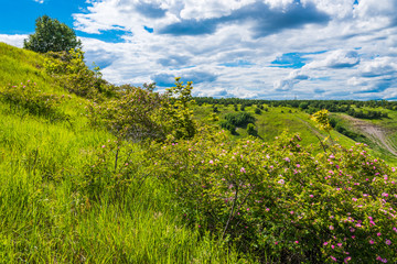 Idyllic landscape - a blossoming wild rose bush on a low hillside