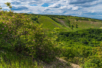 Idyllic landscape - a blossoming wild rose bush on a low hillside