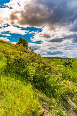 Idyllic landscape - a blossoming wild rose bush on a low hillside