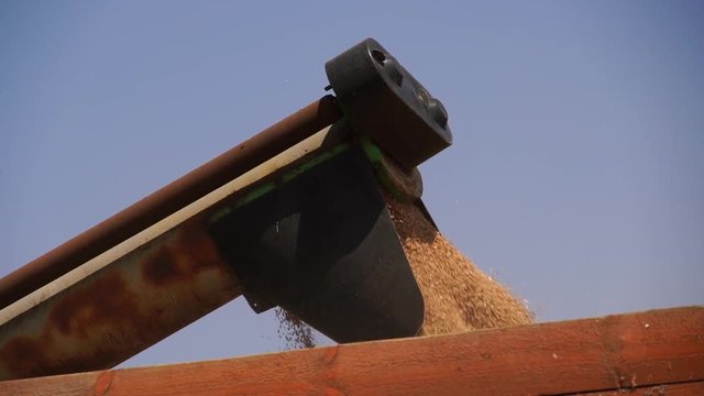 Combine harvester loads grain into a truck. Slow motion