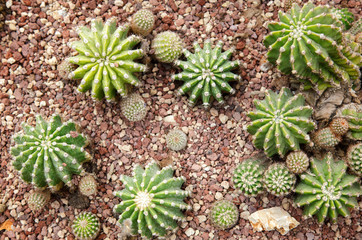 Cacti at cucculent plants greenhouse top view