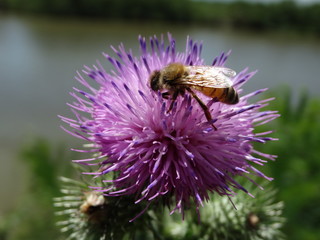 ape sul fiore