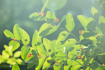 bush with small red berries