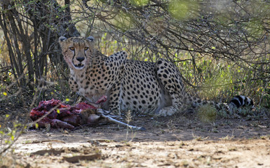 Leopard with fresh meat