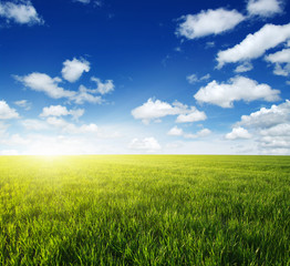 Green field and sun.