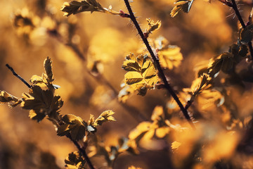 Autumn nature. Leaves and bushes with the yellow leaves in the p
