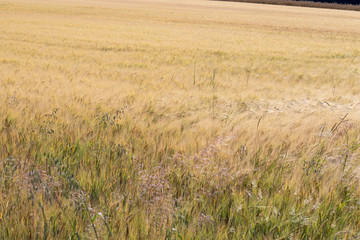 Golden ripe barley plants on an agricultural field