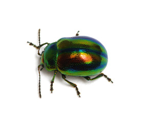 Leaf beetle Chrysolina graminis