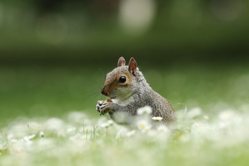 cute squirrel eating nut