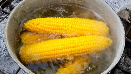 Yellow corn cobs in boiling water. Boiling in a pot at the stake. Close-up