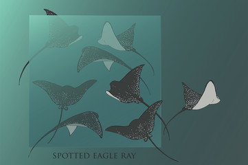   The spotted eagle ray.Sea inhabitants, water world.Flying in the ocean.Batoidea.   © soul_romance