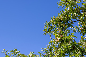 Viele reifende Äpfel an einem Apfelbaum im Sommer vor wolkenlosem blauem Himmel