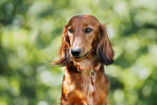 red dachshund dog portrait in summer
