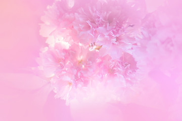 blossoming branches Sakura spring. space for text. toned background