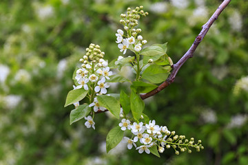 Branch of cherry blossoms