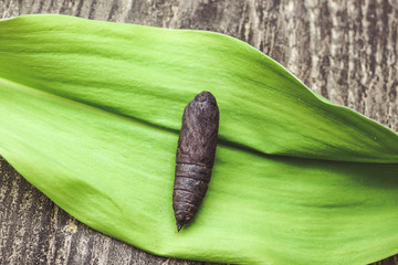 a butterfly pupa on a leaf of a plant. wooden background.