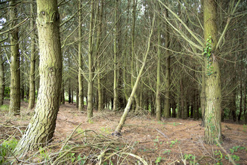 forest of trees in asturias a cloudy day