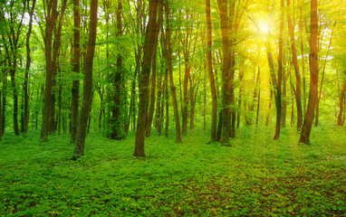 Forest  and sun rays