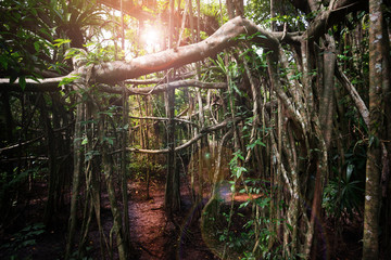 Mysterious forest..Old Trees in swamp forest wet land are tall with weird branches and vine in ...