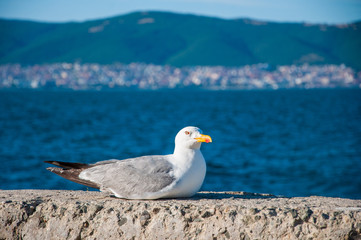 Seagull